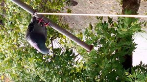 СОСЕДКА  ГОЛУБКА.  УБОРКА ЗА ДВОРОМ.