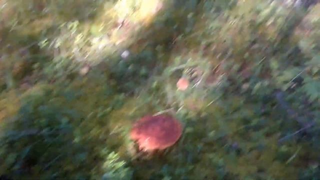 Страные крики в лесу!Поход в тайгу на 60км. Огромные белые грибы,кедровая шишка. смотреть онлайн