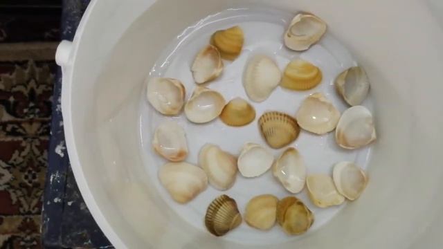 Ампулярии и их лечение