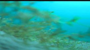 Царство окуней.mp4