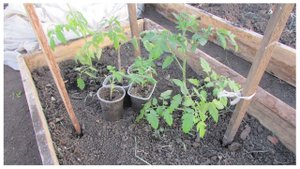 ПОДРОБНЫЙ ВИДЕООБЗОР ОГОРОДА И ТЕПЛИЦЫ!