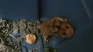 *dollyflesh reupload* 1 Kid 3 Hamsters