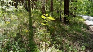 Первый день лета