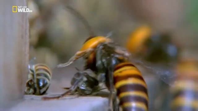 Шершни против пчел смотреть онлайн