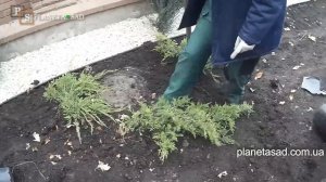 Установка садовой ленты.Отсыпка с камушков и гальки.Отсыпаем можжевельник скальный.Как это делать