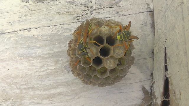 PART 4 - SEE WASP NEST GROW OVER 6 MONTHS! European Paper Wasp Series (Polistes Dominula)! FUN! смотреть онлайн