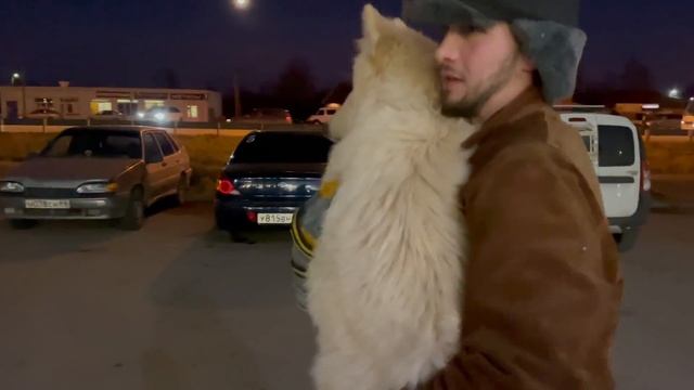 Волчица Арья спровоцировала драку, но первая начала Волэнд Луия. Разговор за кадром. смотреть онлайн