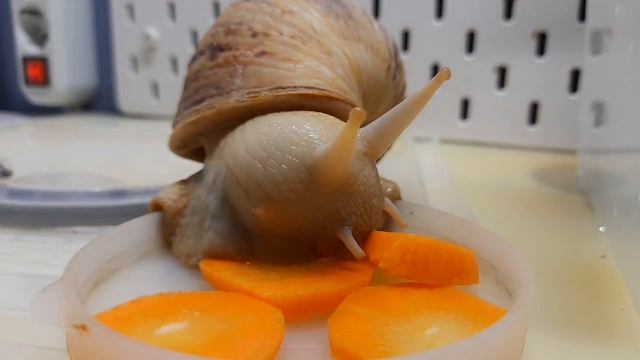 Улиткин обед