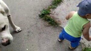 Кавказская овчарка и дети и ребенок и алабай