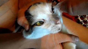 Чем лечить конъюнктивит у кошек и котов. Капли Барьер.