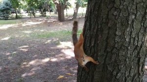 Я орехи не люблю! Белка выбирает семечки. I don't like nuts! Squirrel chooses seeds. #squirrelvideo