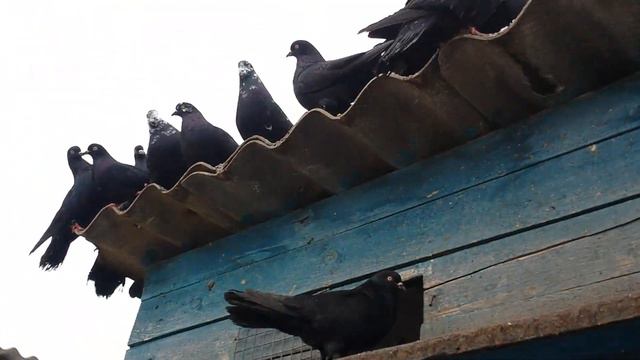Голубь - Николаевская Бабочка / The Dove - Nicholas Butterfly смотреть онлайн