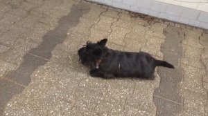 Scottish Terrier am Raunheimer Waldsee