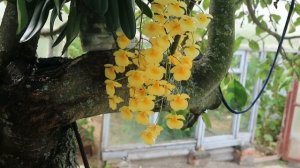 Солнечные орхидеи- Ascocenda suksamran sunlight и Dendrobium lindleyi