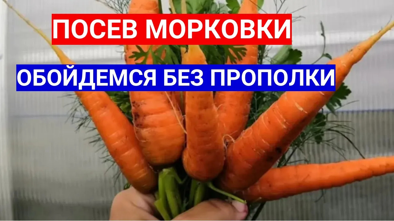 ПРОРЕЖИВАТЬ МОРКОВЬ - ТОЛЬКО МУЧИТЬ СЕБЯ! СЕЙТЕ СРАЗУ СЕМЕНА В ДРАЖЕ!