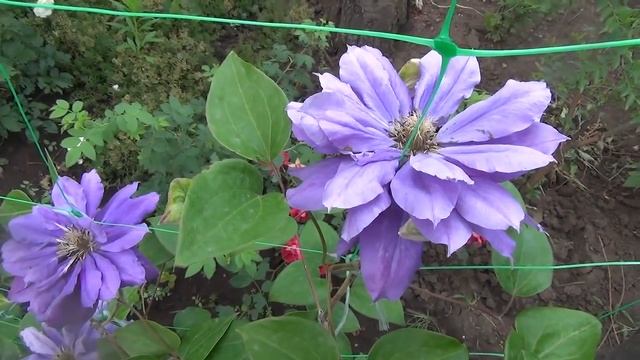 Клематис Kiri Te Kanawa смотреть онлайн