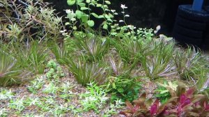 Форсированный или разогнанный травник (аквариум), что это такое.