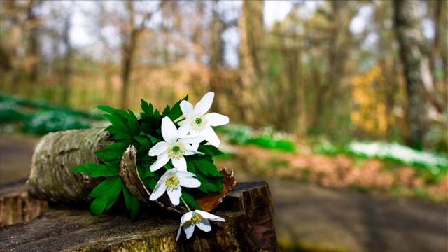 Весна Гуцул смотреть онлайн