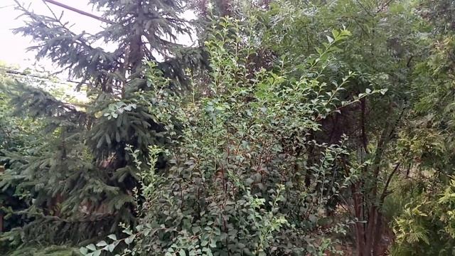 Спирея Вангутта, "Белая невеста". Обрезка смотреть онлайн