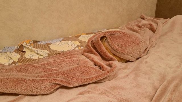 Кролик прячется под одеяло чтобы поиграть со своими игрушками. Видео с кроликом.