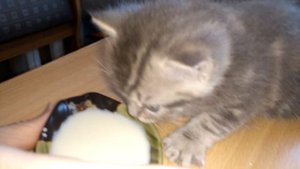 Как приучить котенка к корму
