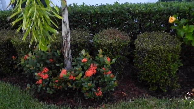 Мой ТРОПИЧЕСКИЙ САД после морозной зимы. ПЕРВЫЙ УРОЖАЙ смотреть онлайн