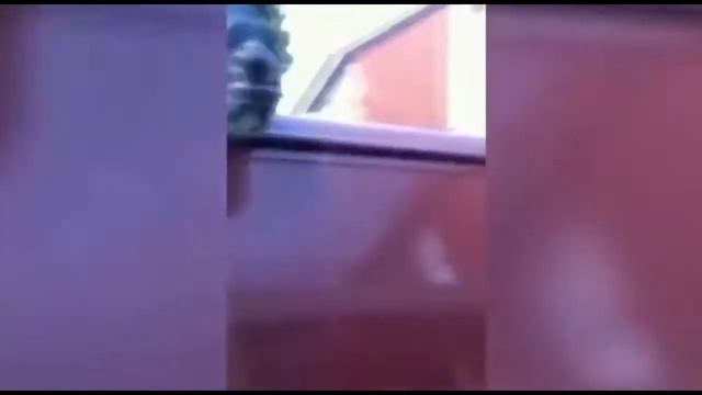 Смешные и прикольные моменты из жизни животных 2017!!! выпуск# 3 смотреть онлайн