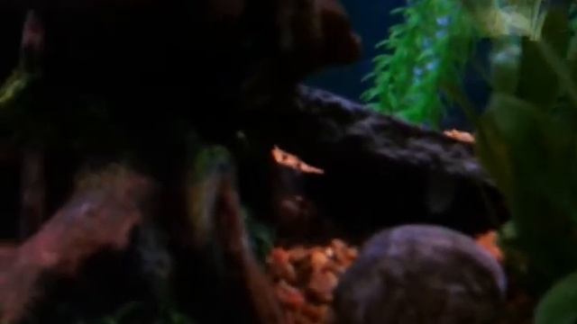 Update on red eared slider смотреть онлайн