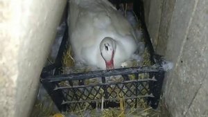 ВЫВОД ИНДОУТЯТ//ЗАБРАТЬ УТЯТ ИЛИ ОСТАВИТЬ С УТКОЙ?//