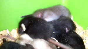 Крысятки открыли глазки,уже большие!!!!)