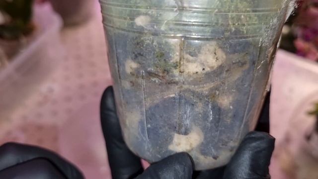 Обзор  ВСЕ НОВЫЕ ОРХИДЕИ и не только  Список в инфобоксе