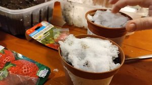 Внимание, КЛУБНИЧКА! Как нам удалось вырастить клубнику из семян - первая пикировка и новый посев
