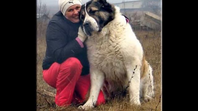 Самые Большие Собаки В Мире Фото Алабай