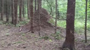 Огромный муравейник встретил возле своей дачи, собирая белые грибы в лесу