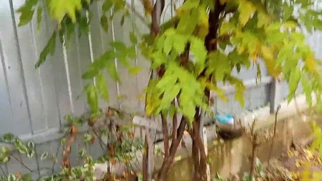 Глициния или Вистерия - (Wisteria - Glycine) 2ч. смотреть онлайн