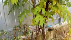 Глициния или Вистерия - (Wisteria - Glycine) 2ч.