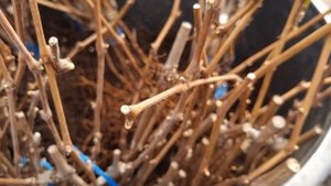 Весна,достал с хранения осенние саженцы  винограда  и поднял лозу, Почка у винограда уже припушена.