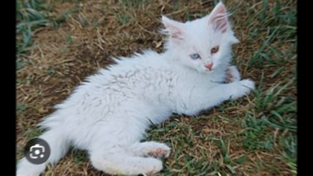 ванские кошки