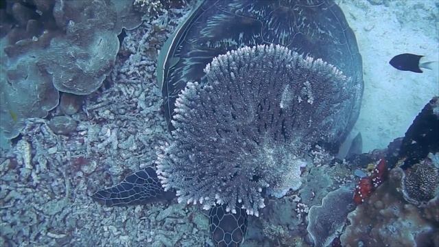 Эль - Гуна Египет подводный мир красного моря Релакс музыка смотреть онлайн