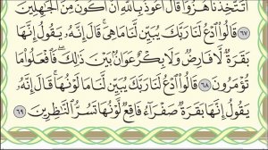 Полный разбор суры "Аль-Бакара" № 2. Аяты 66-69. #коран #АрабиЯ #бакара #таджвид #Нарзулло #Quran