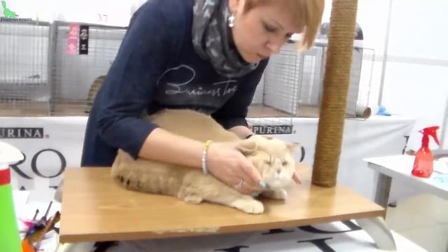 Британский Короткошерстный Плюшевый КОТИК - Очень Красивый Окрас | Породы КОШЕК