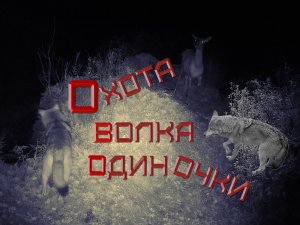 Охота волка одиночки. Короткие истории о животных. Lone Wolf Hunting. 獨狼狩獵. (Yandex translate)