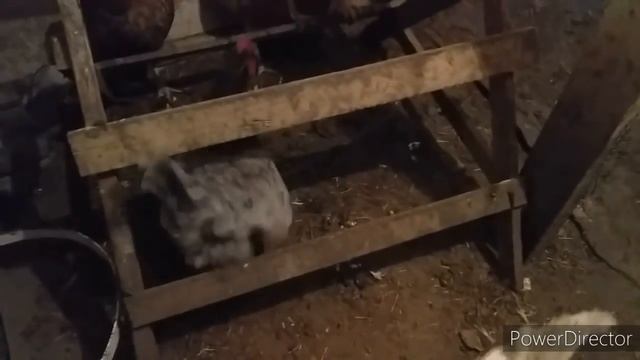 Бесплатный  Дедовский Способ Увеличить Яйценоскость у Кур Несушек)))))Видео-Прикол))chicken maniac
