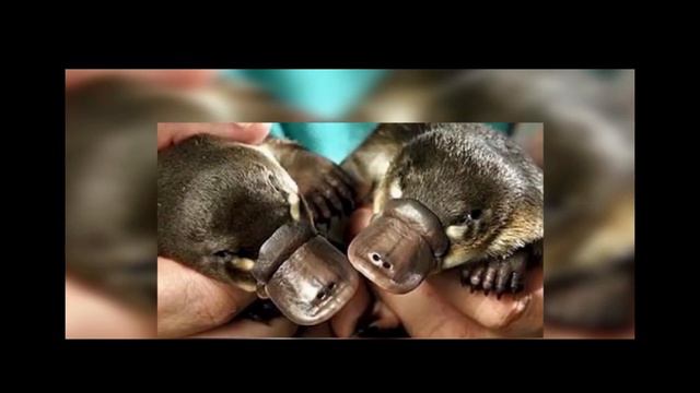 ТОП 5 ОПАСНЕЙШИХ ЖИВОТНЫХ МИРА | #прожиточный #дикаяприрода