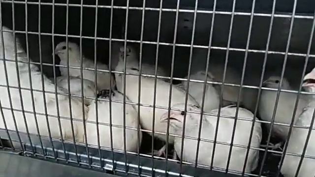 100%яйценоскость ???перепела несушки, выпал яйцевод ?спеет ?