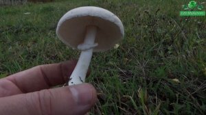 Turkinja - Raste gdje i šampinjoni - Skoro iste Gljive a nisu- Lat. Leucoagaricus leucothites