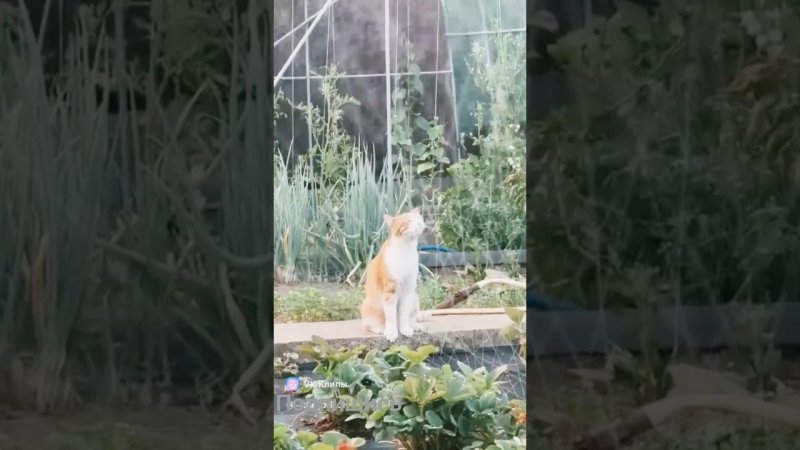 Котик познал жизнь #юмор #прикол #котики