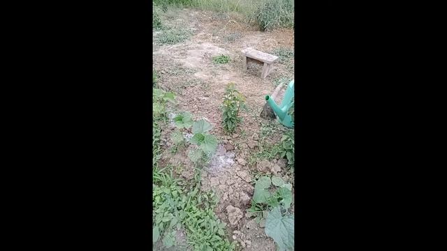 Закрыли огурцы собственного огорода смотреть онлайн