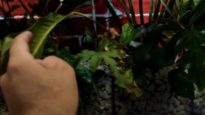 растения для фитофильтра(фф)