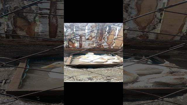 У моих утят собственное джакузи